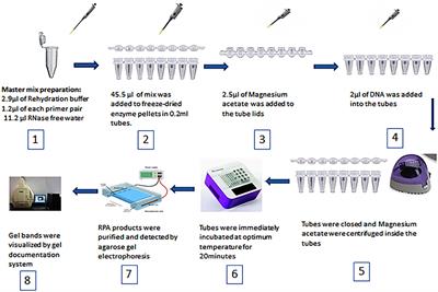 Specific Detection and Differentiation Between Brucella melitensis and Brucella abortus by a Duplex Recombinase Polymerase Amplification Assay